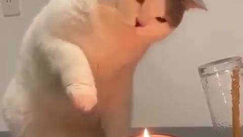 Funny Cat. 🐱First experience with candles🕯️Fire ❤️‍🔥