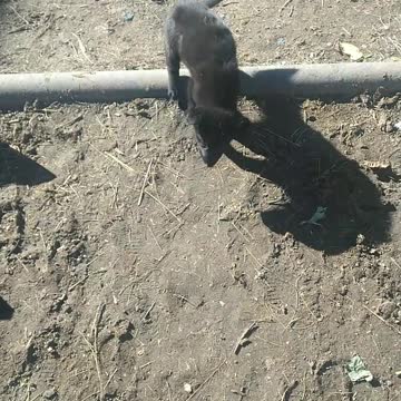 the puppy wants to play with me