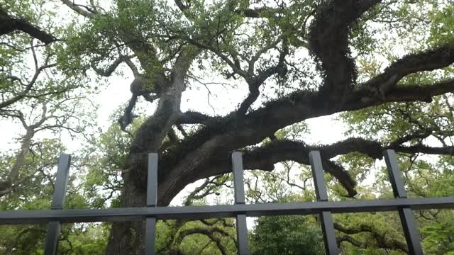 Live Oak Tree (Big and beautiful)