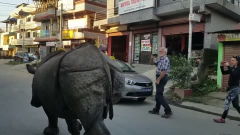 Wild Rhino on Road