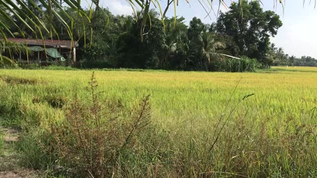 [vienam contryside] rice fields in vietnam, nature beauty incontryside