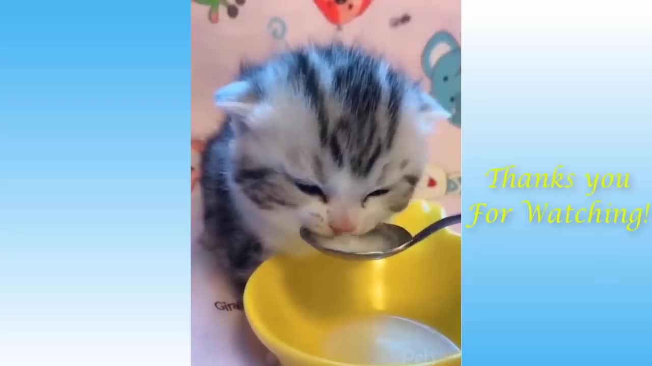 TOP FUNNY CAT VIDEOS