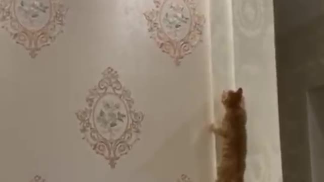 cat climb