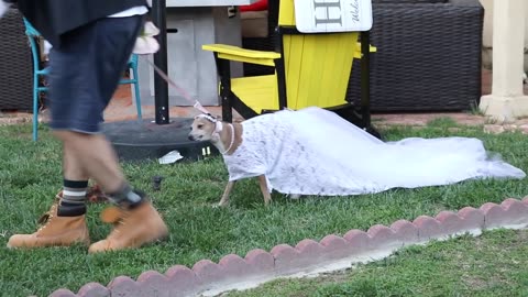 My Dogs' Wedding