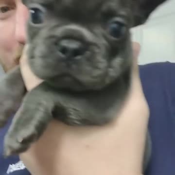 Cute scared puppy - cute videos