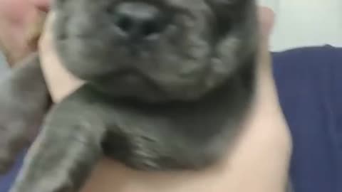 Cute scared puppy - cute videos