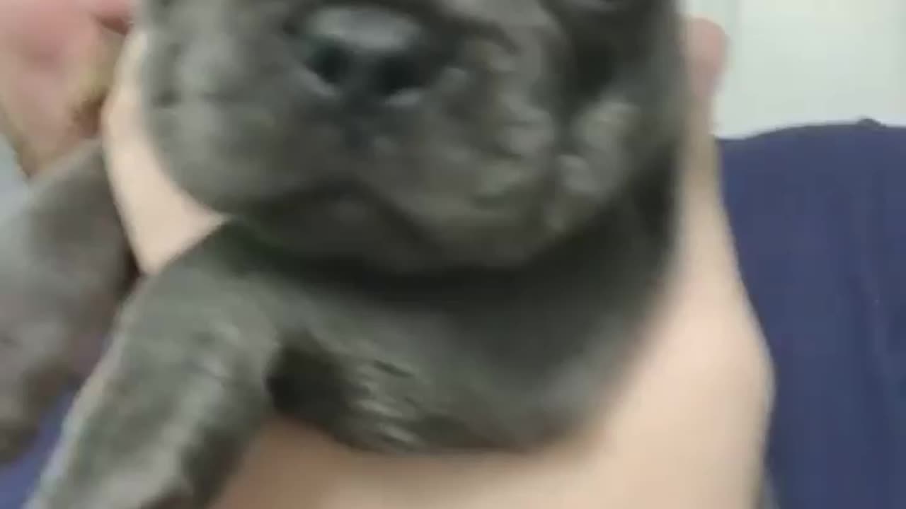 Cute scared puppy - cute videos