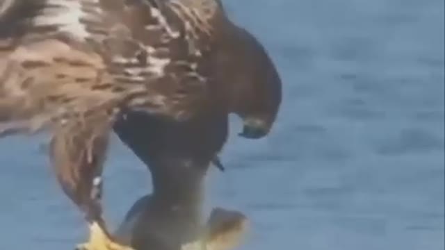 Fish hunt by eagle