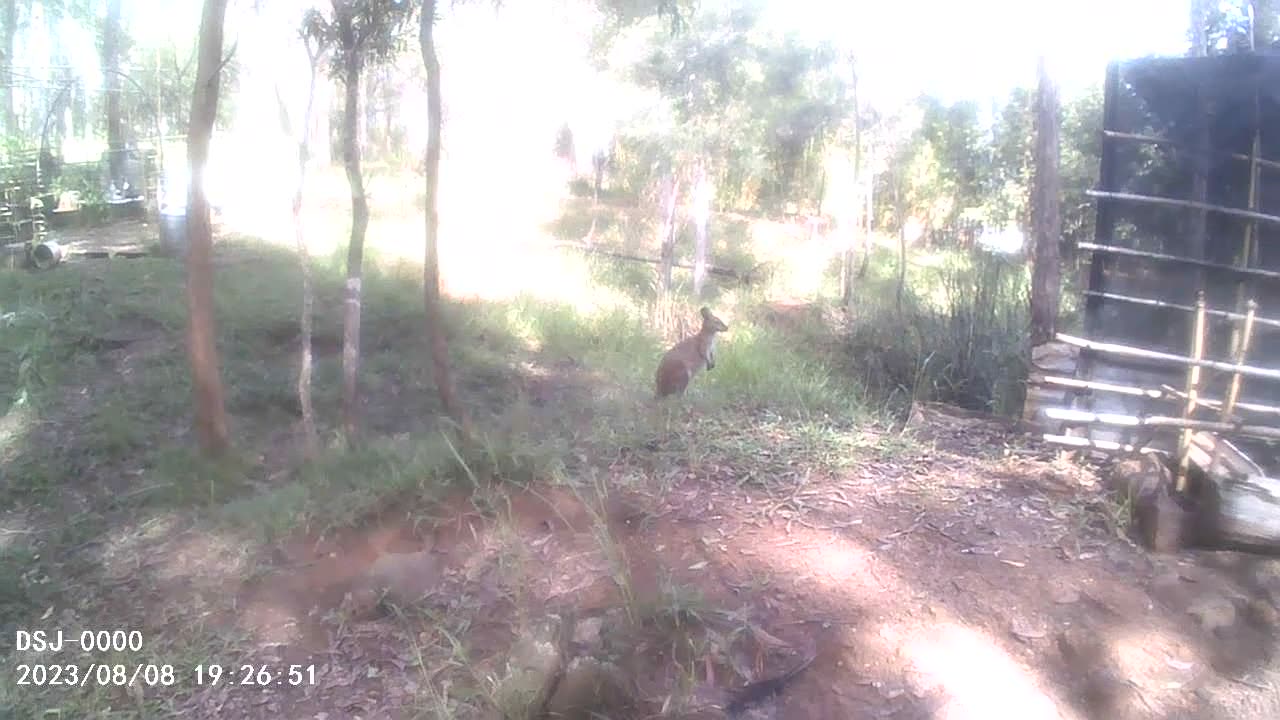 See Ya Later Little One. Lauren the Munchkin Red Necked Wallaby.