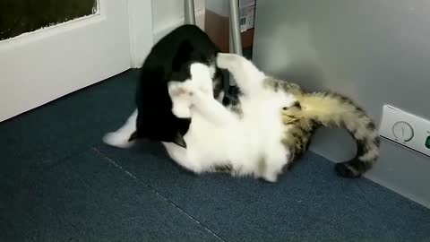 Epic Cat Fight