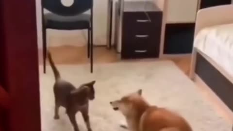 Hilarious Karate Showdown dog vs cat