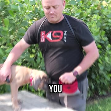 Get Your Puppy to Down Like a PRO