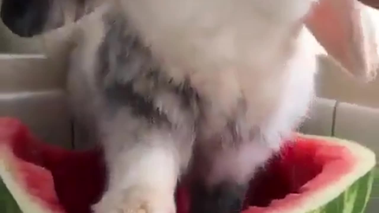 bunny eating watermelon