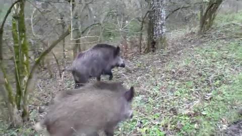 Wolf dog and boars