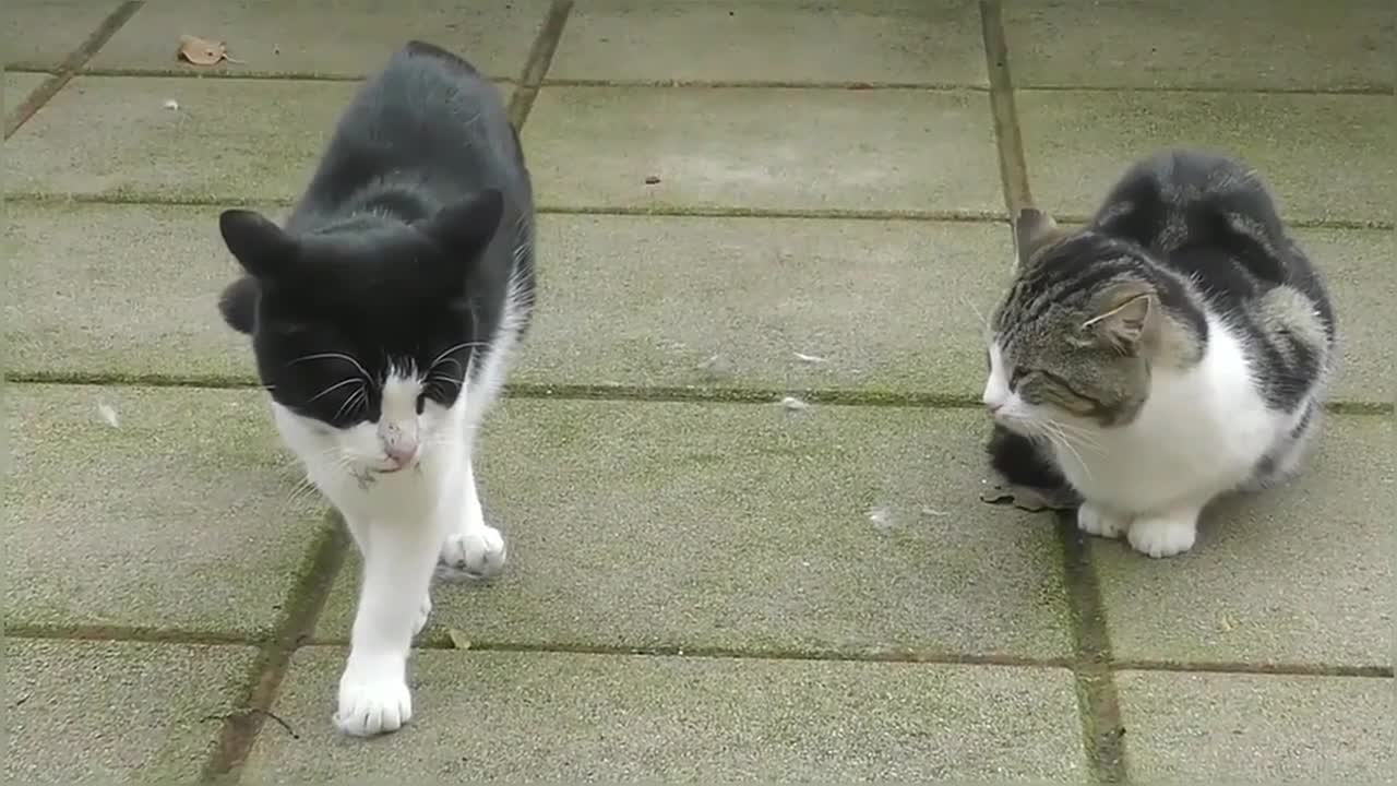 The aftermath of an crazy cat fight
