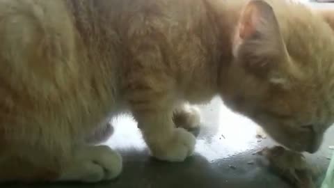 This cat does not want to share its food