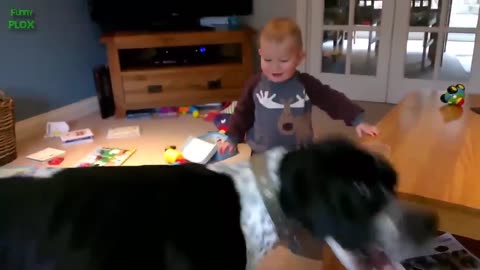 Funny babies Laughing Hysterically at dogs compilation