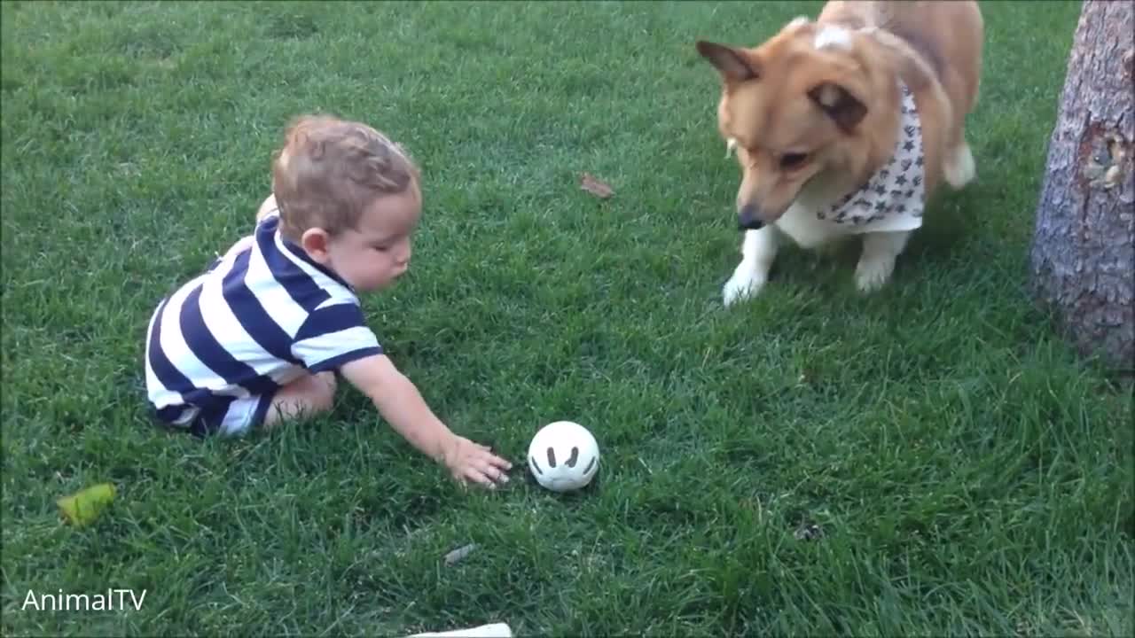 CUTEST CORGI COMPILATION!