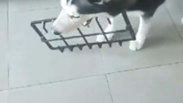 I don't think we'll ever know who attacked the cookies