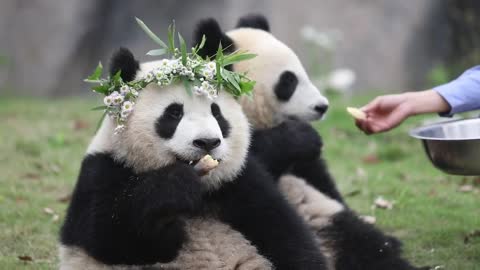 The garland is cute panda