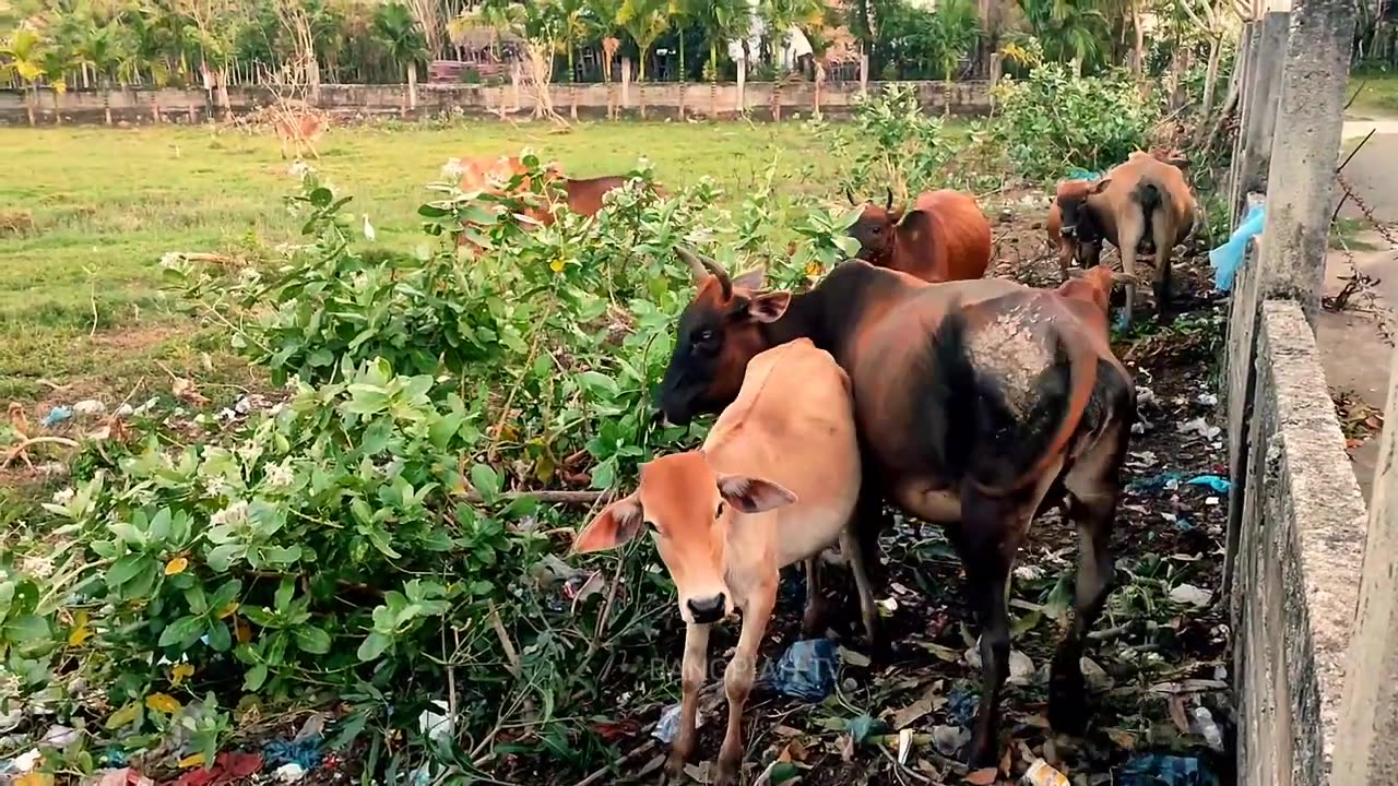 tame cows lined up on the edge of the rice fields