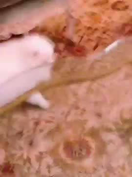 JiRMDFxNRosBDPdrXb2VJd