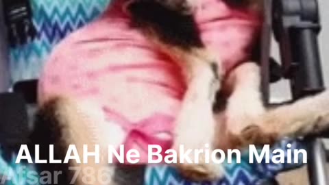 ALLAH Ne Bakrion Main Barkat Kyon Di Hai.Watch Till End.