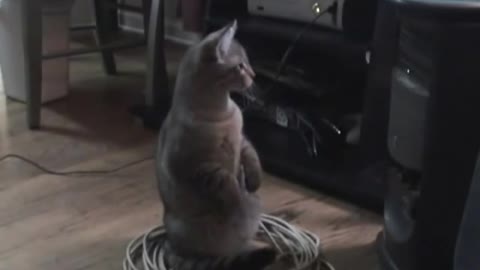 cat_vs_computer(480p)