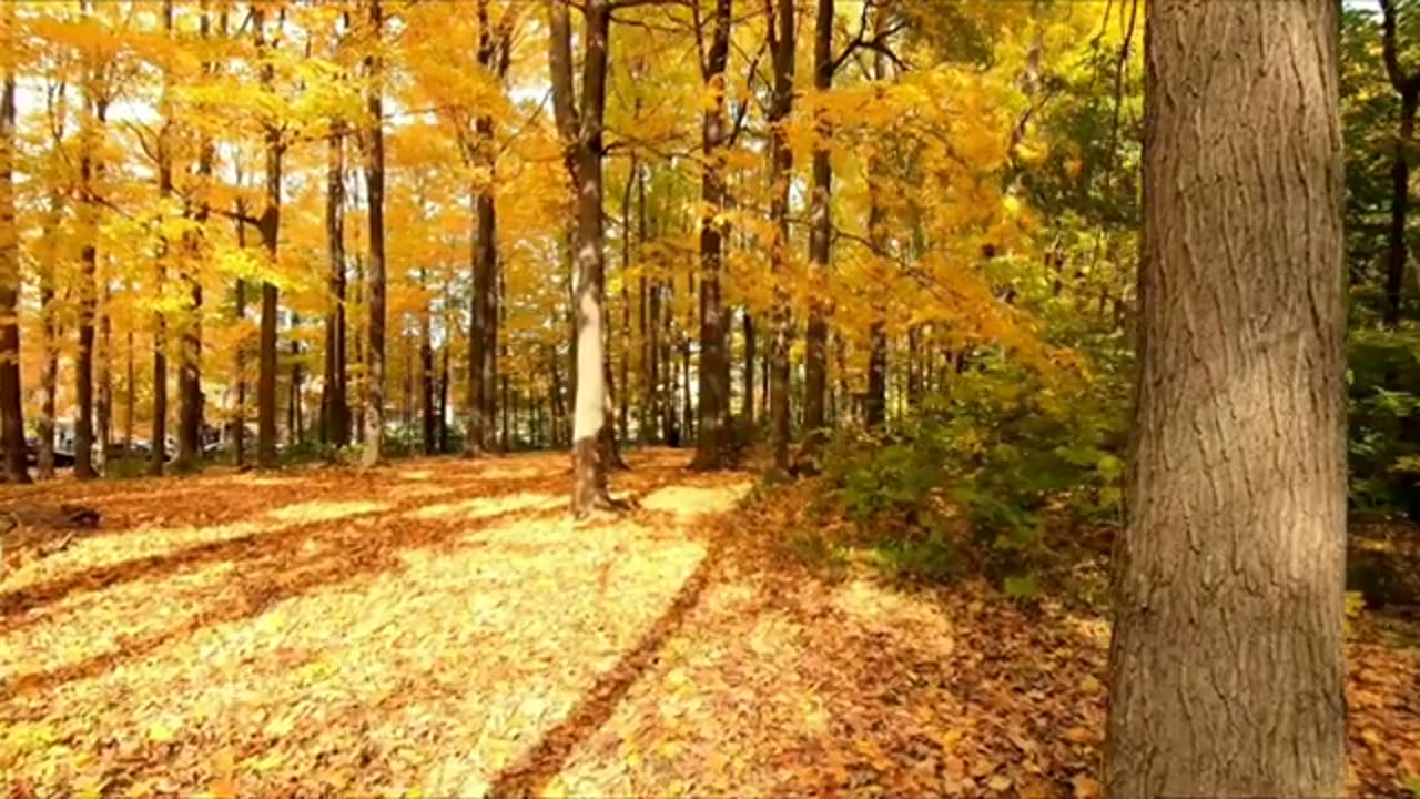 Relaxing Music | Sleeping, Meditation, Stress Relief | [7782] ⭐️
