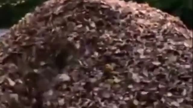 Funny videos of animals part 58