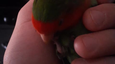 Hand Raised Lovebird Jebus