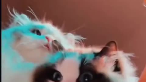 Hi baby pets