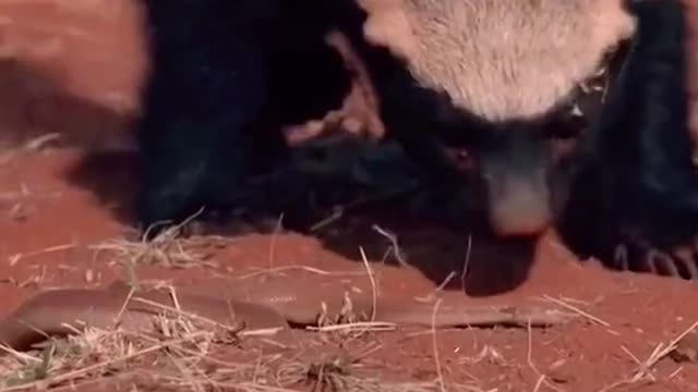 Honey Badger and venomous snake