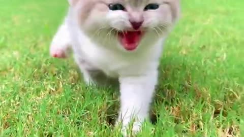 Cute baby cat playing