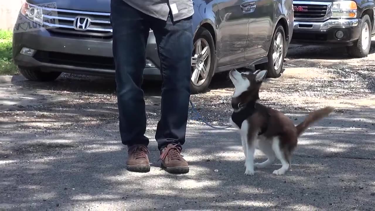 How To Teach your Puppy to Heel