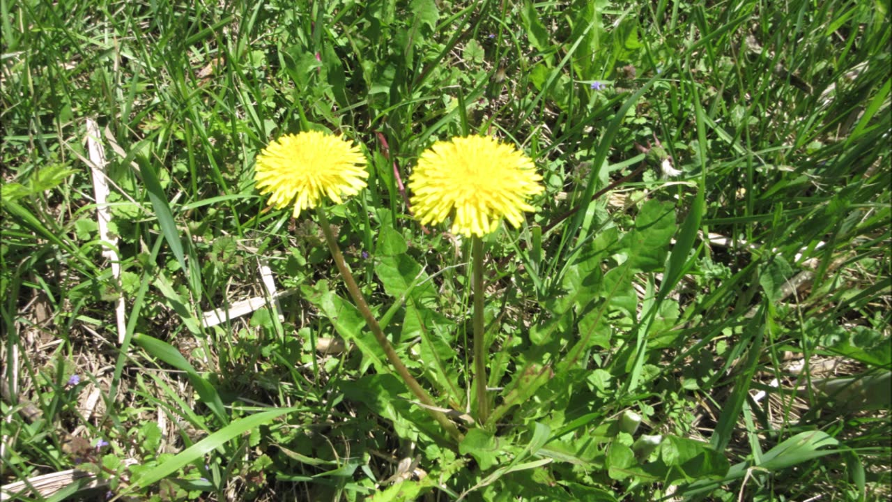 Helps Control Blood Sugar Dandelion Sept 2022