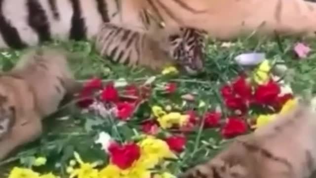 Animal world cute pet wild animals zero distance tiger