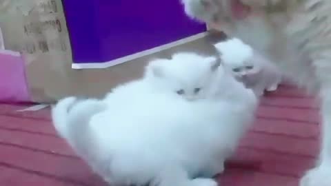 Beautiful Persian punch face kittens 🐱