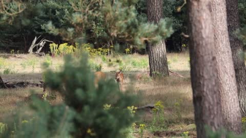 Edelherten lopend door bos en zwijn _ 2021 _ Veluwe _ 4K