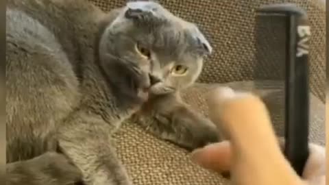 Cat funny