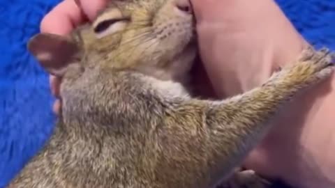 Squirrel loves to cuddle.. 😊