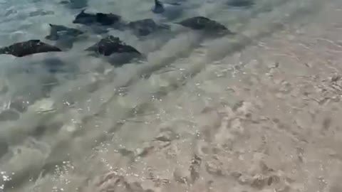 Rays swimming to shore