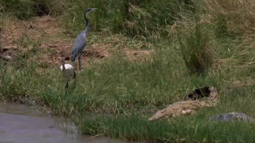 Great Migration Wild Ones Episode 11 Free Documentary Nature