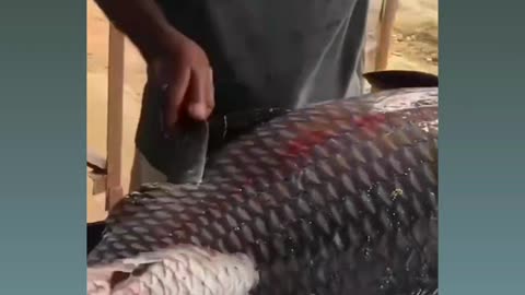 Peixe fresco 250 kg