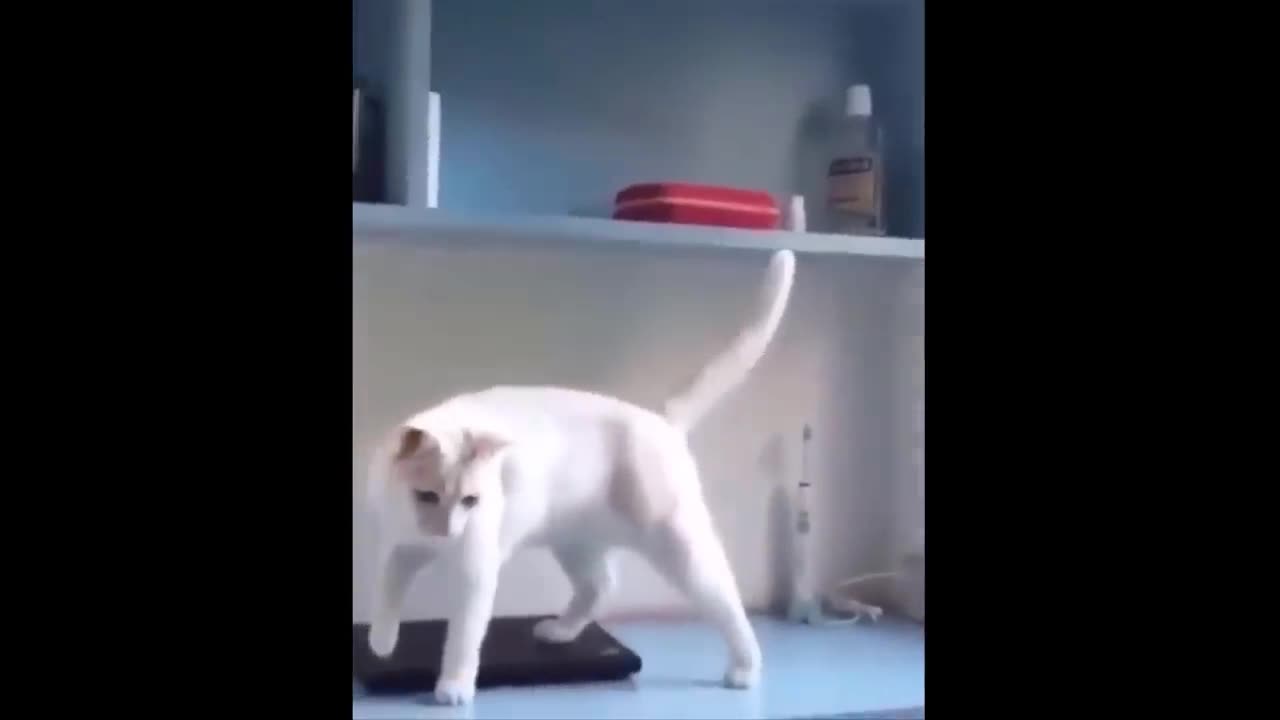 Cat funny moments video 🤣😂🤣😂#cat#dog