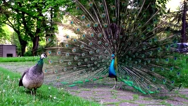 Peacock Animal Universe