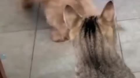 Cute funny animal amazing video