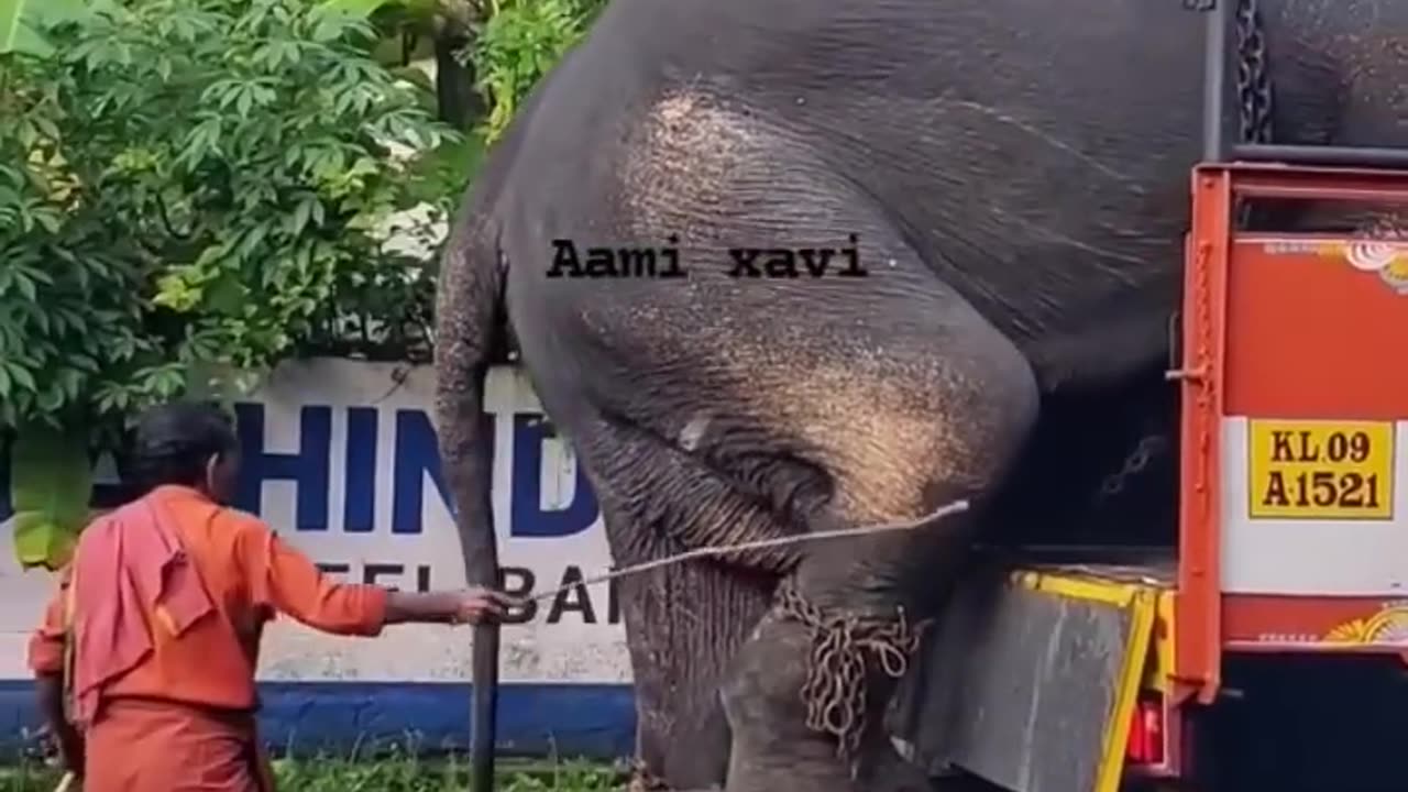 Amazing Elephant