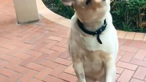 Again.😹😹😹#dog #funnyvideo #throwthefood #fypシ(1)