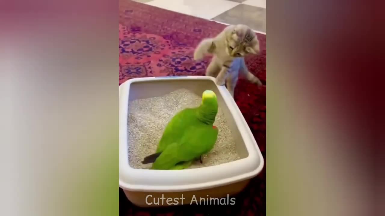 Funny cat videos